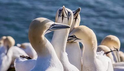 华体会-WBG拿下小龙反超经济，Xiaohu击杀Wei顺势拿下超神