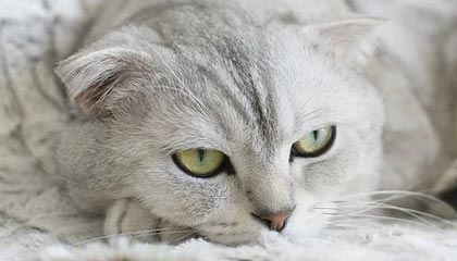 华体会-弗拉格17+8巴雷特31分 独行侠不敌猛龙7连败